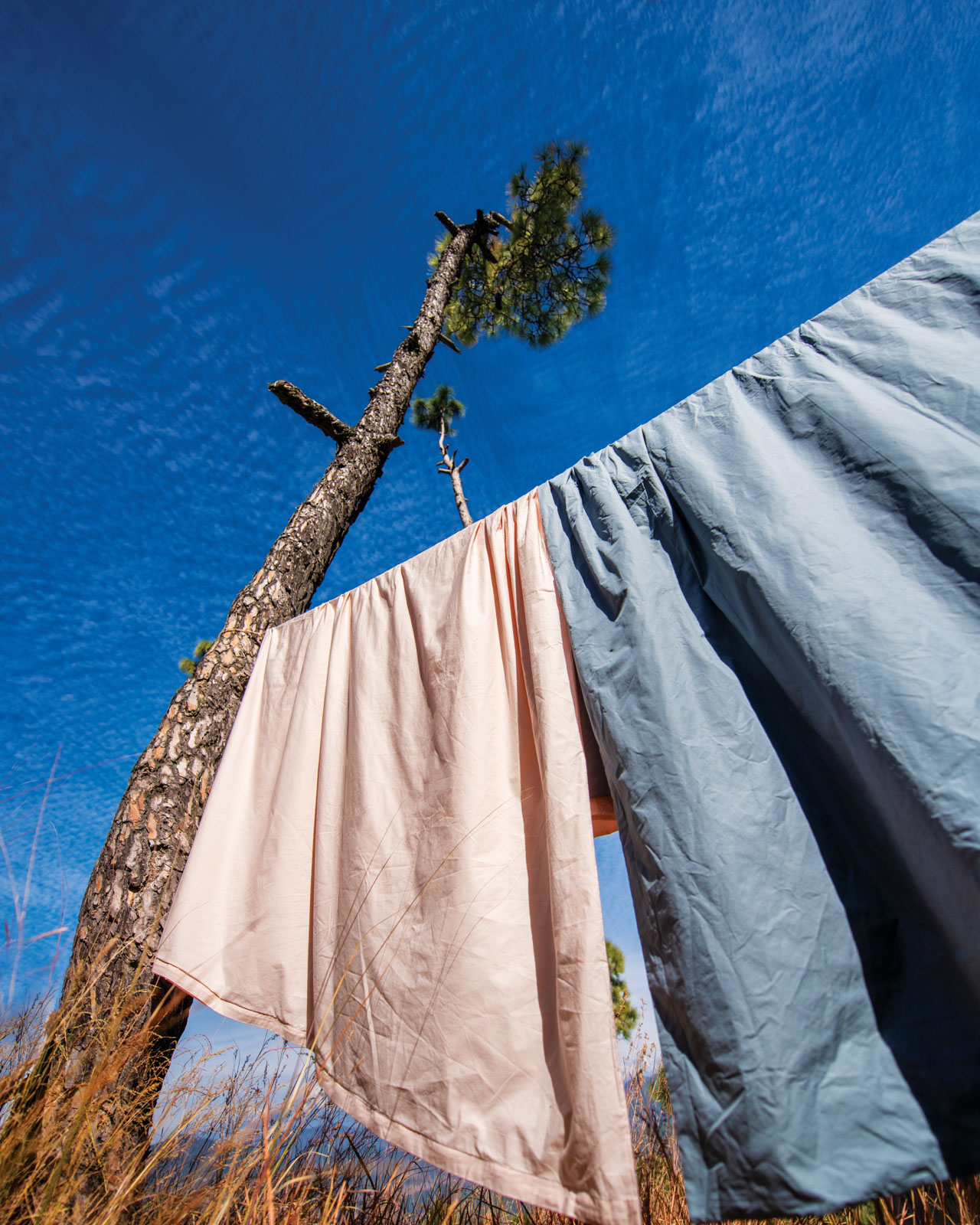 SHEET - Kashmiri Rose, Indian Hornbill